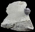 Rare, Enrolled Eifel Geesops Trilobite - Germany #50603-1